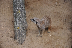 hannover_zoo_2015_84_20150715_1035486684