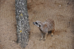 hannover_zoo_2015_85_20150715_1330053642