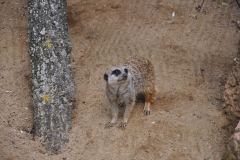 hannover_zoo_2015_86_20150715_1600912090