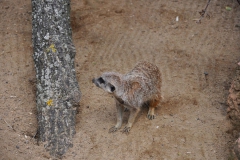 hannover_zoo_2015_87_20150715_1929212688