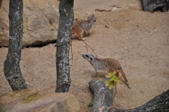 hannover_zoo_2015_88_20150715_1430516019