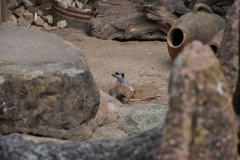 hannover_zoo_2015_90_20150715_1377069009