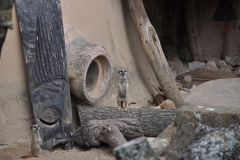 hannover_zoo_2015_92_20150715_1327537789