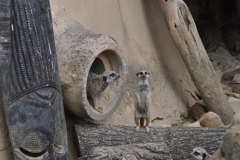 hannover_zoo_2015_95_20150715_1531074215