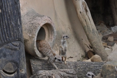 hannover_zoo_2015_96_20150715_1764898073