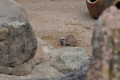 hannover_zoo_2015_97_20150715_1119570518