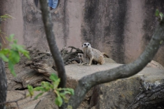 hannover_zoo_2015_98_20150715_1133400392