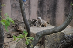 hannover_zoo_2015_99_20150715_1057563509