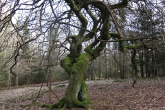 kellerwaldsteig_10_20150331_1384310176