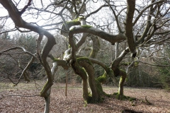 kellerwaldsteig_11_20150331_1002347017