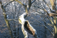 knorreichenstieg_11_20150331_1758455848
