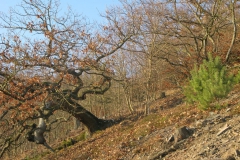 Wandern am Edersee: Mühleckroute